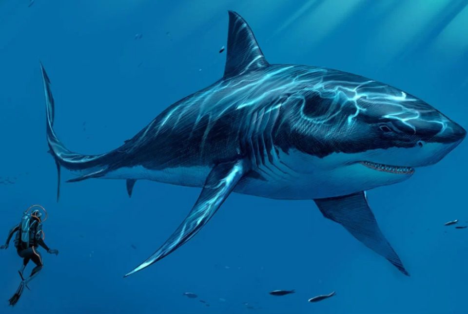 Artistic impression of Megalodon from Sharkopedia 