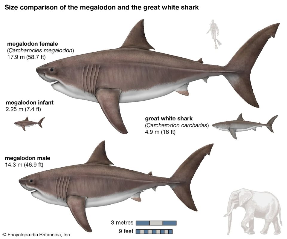 Illustration from Encyclopedia Britannica demonstrating megalodon body mass