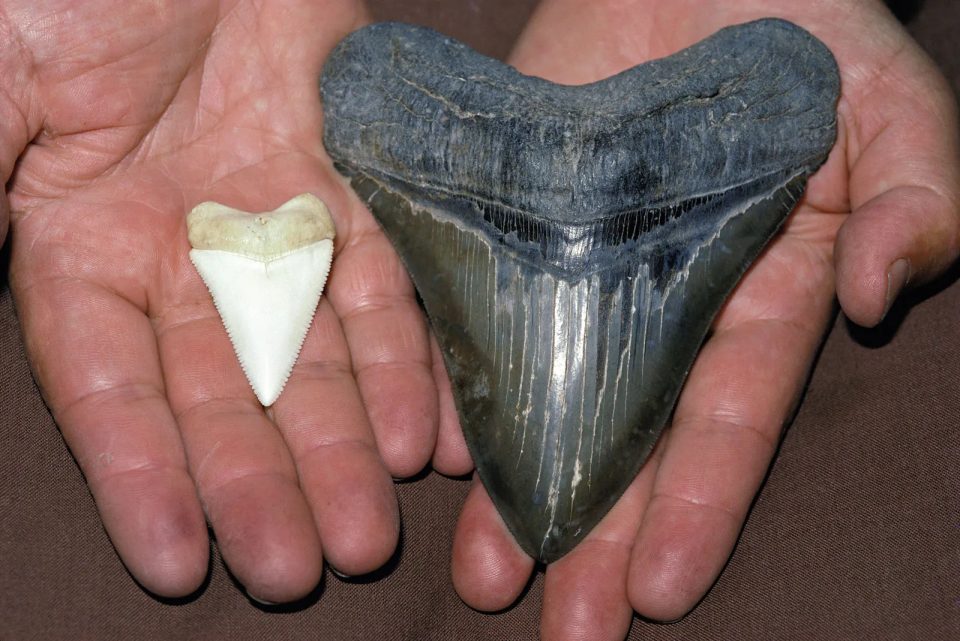 Great white shark and megalodon teeth comparison